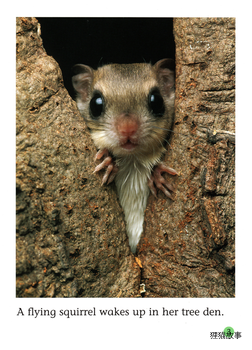 The Fantastic Flying Squirrel绘本故事第4页