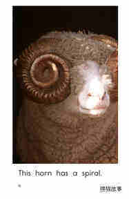 Spirals,Spirals Everywhere绘本故事第4页
