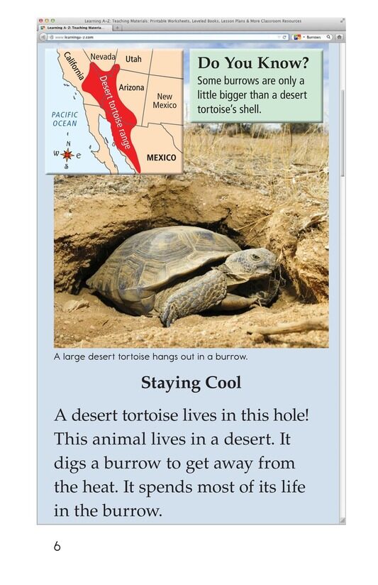 What Lives in This Hole绘本故事第5页