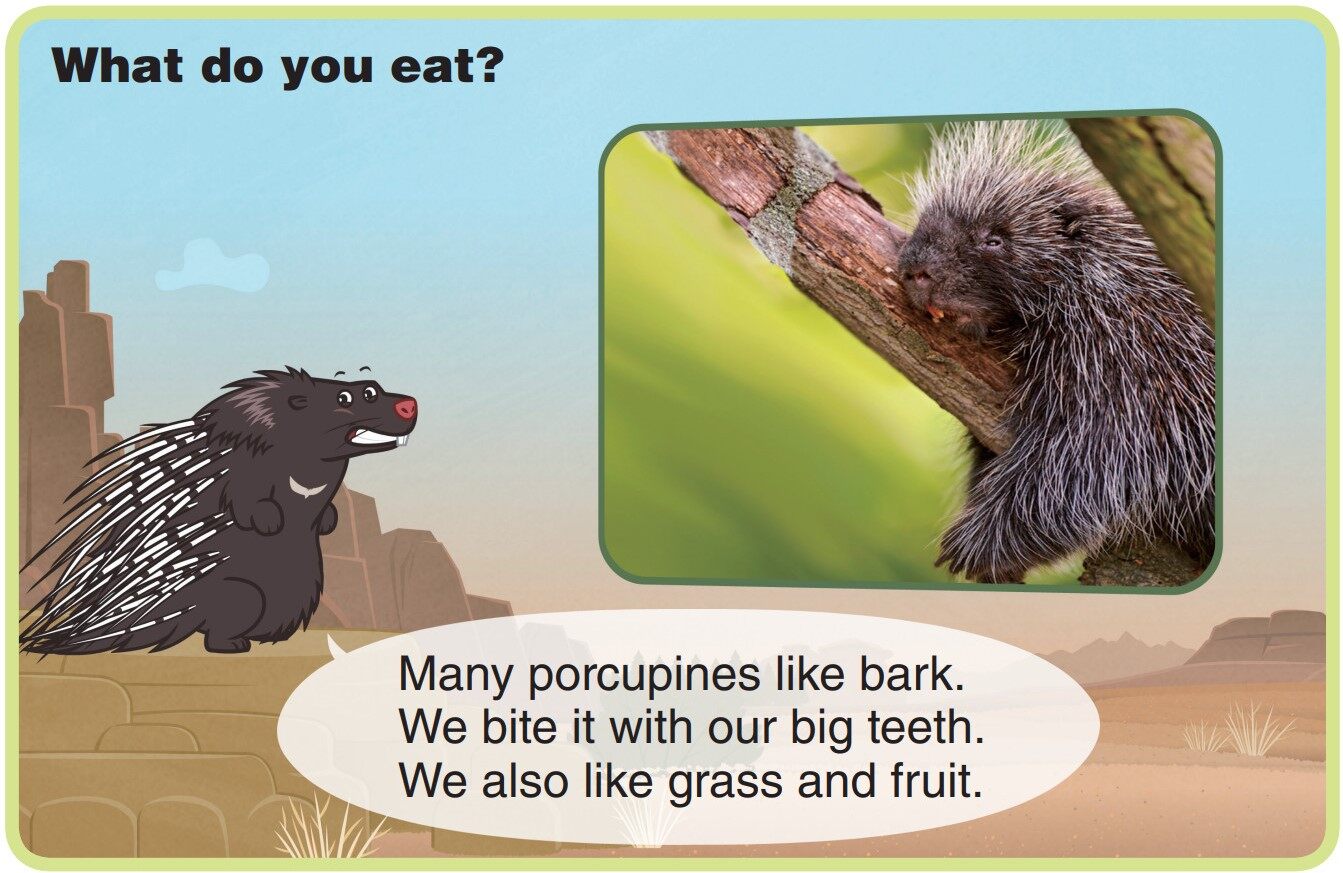 Porcupine绘本故事第5页