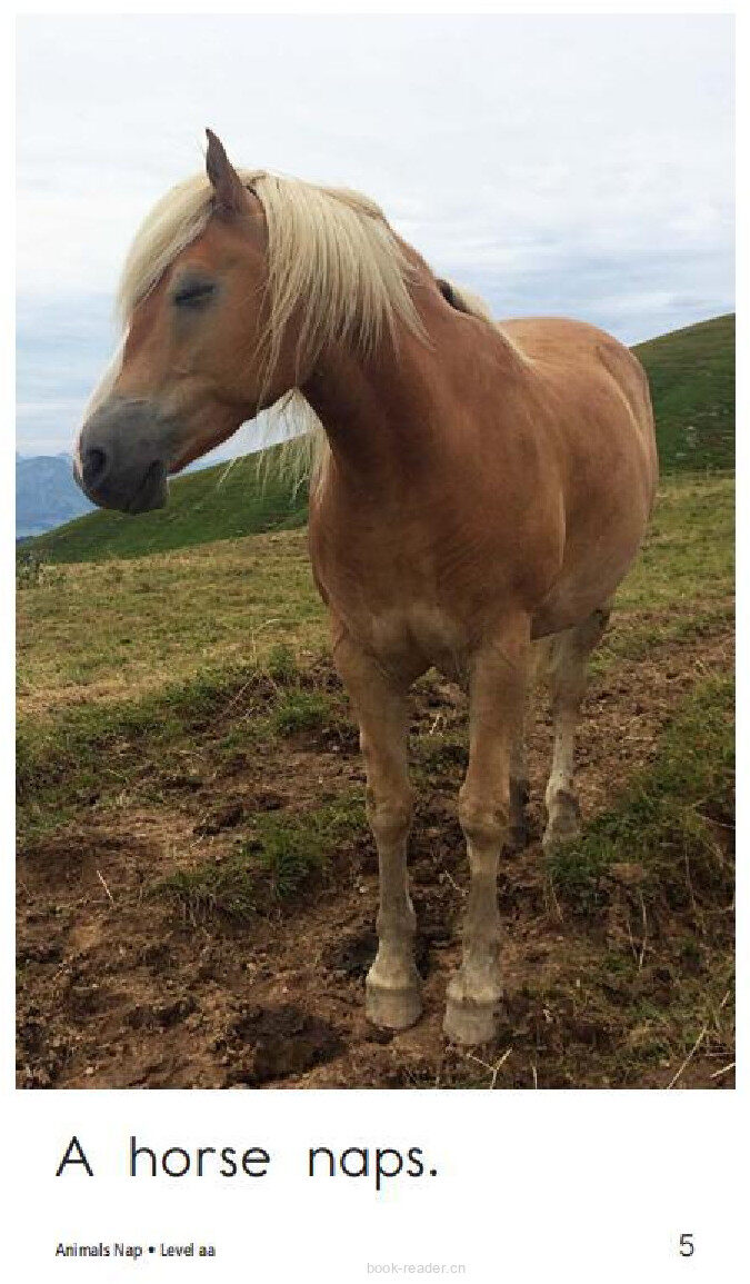 Animals Nap绘本故事第5页