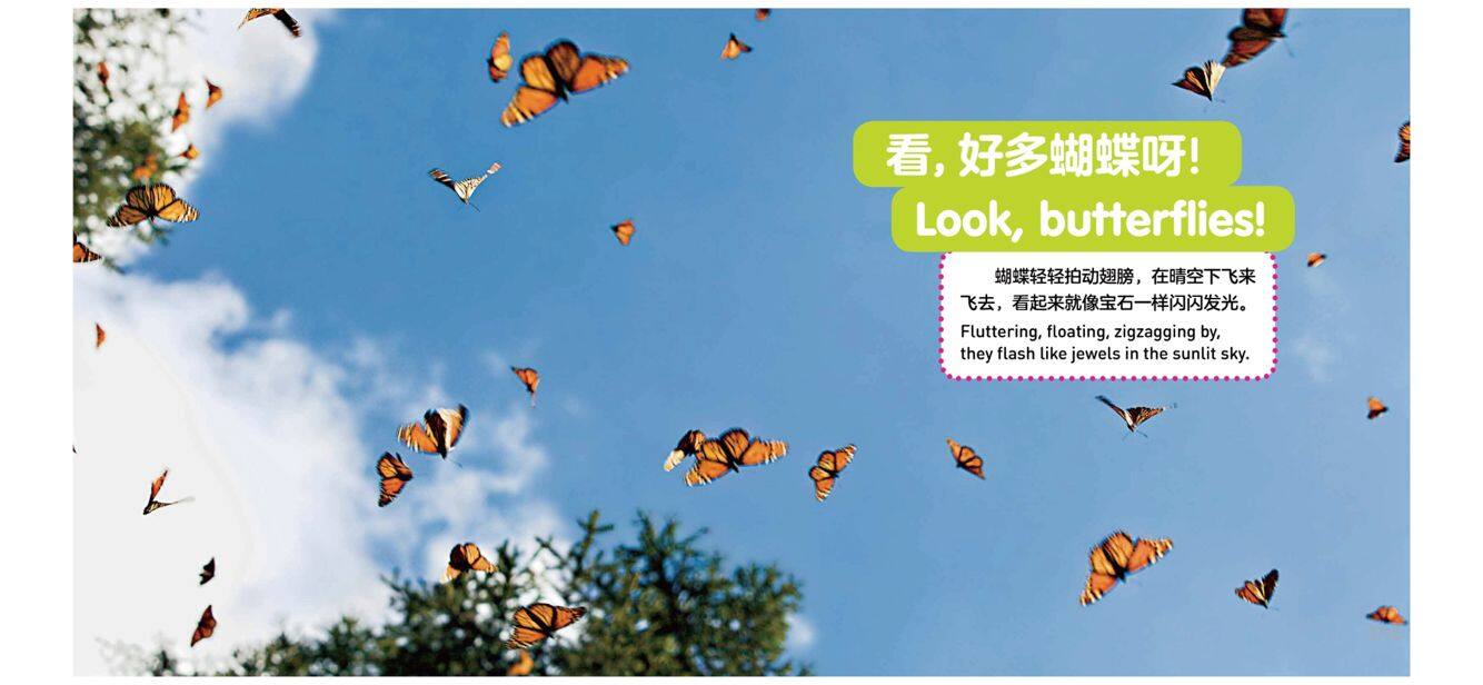 蝴蝶绘本故事第3页