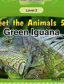 Green Iguana
