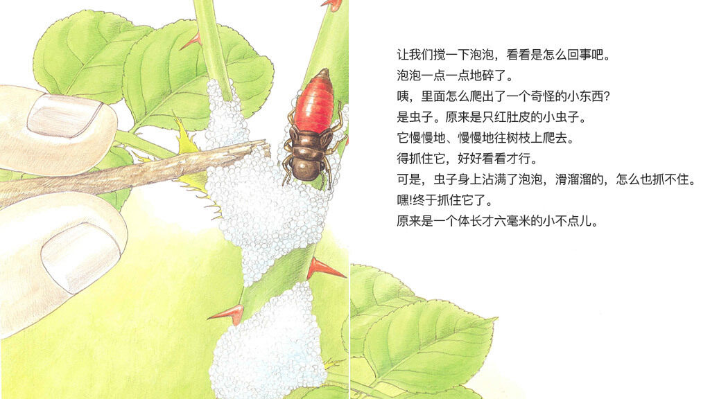 泡泡里的住户沫蝉绘本故事第5页