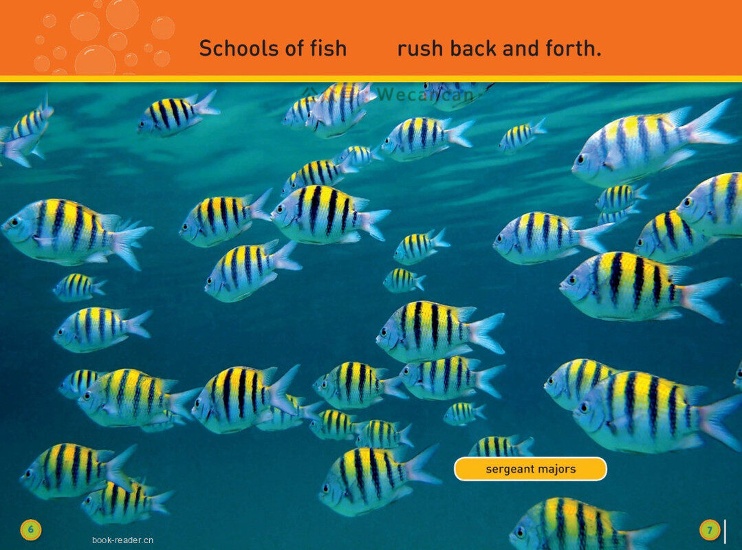 Swim Fish绘本故事第5页