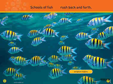 Swim Fish绘本故事第5页