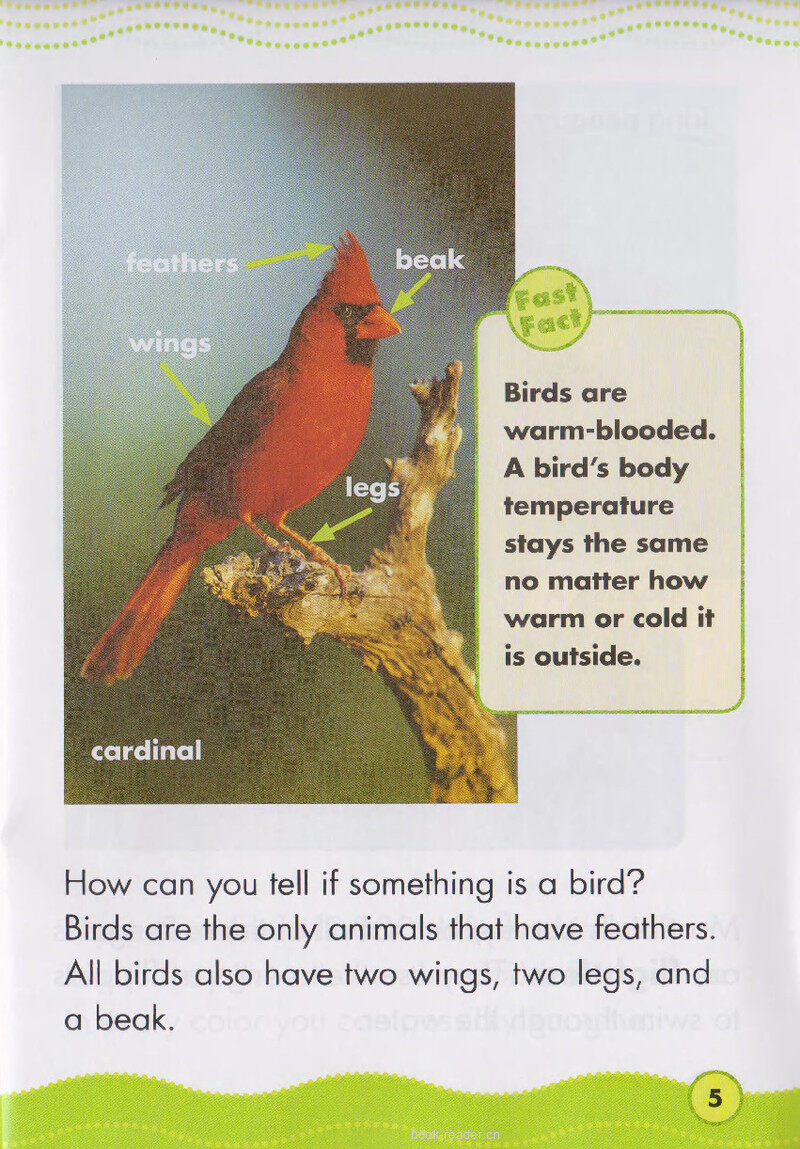 Beautiful Birds绘本故事第4页