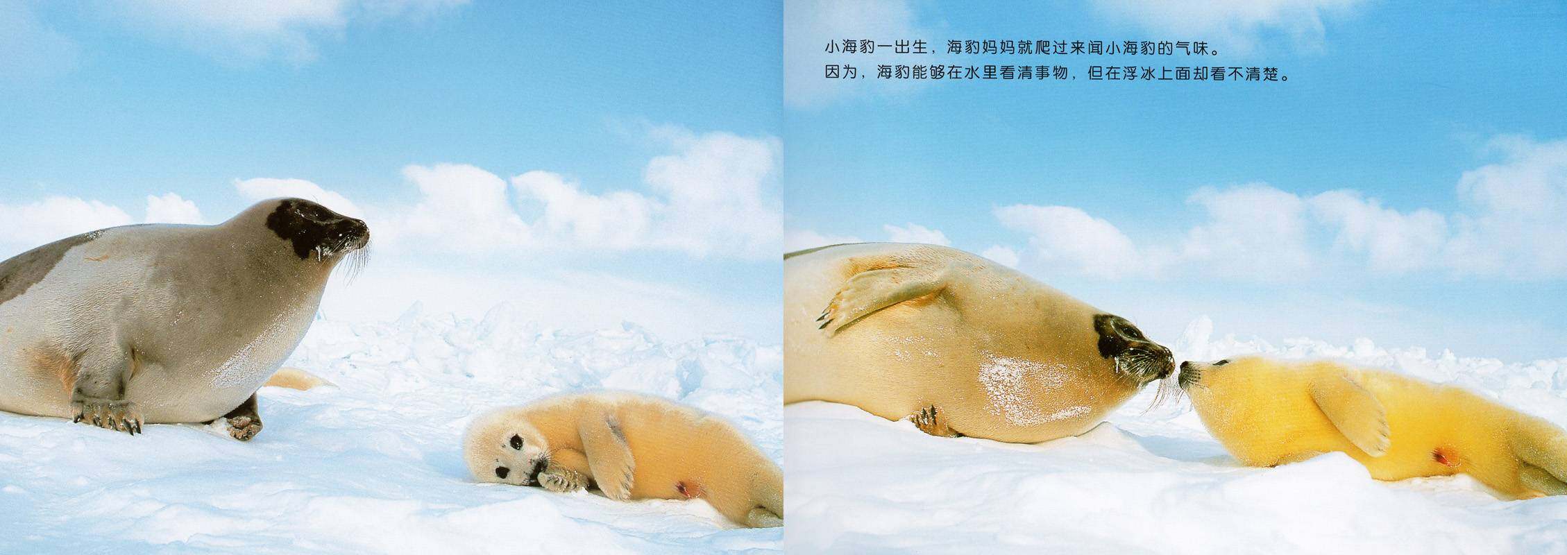 亲子绘本 竖琴海豹母子绘本故事第4页