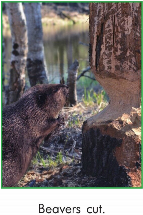Busy Beavers绘本故事第3页
