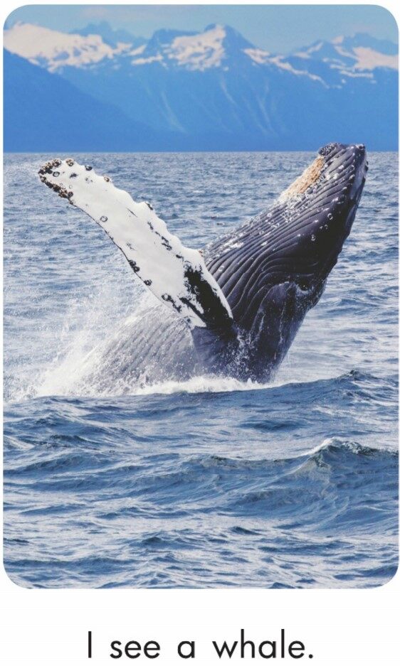 Antarctic Adventures绘本故事第5页