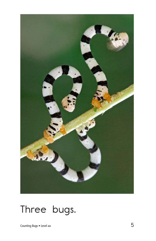 Counting Bugs绘本故事第5页