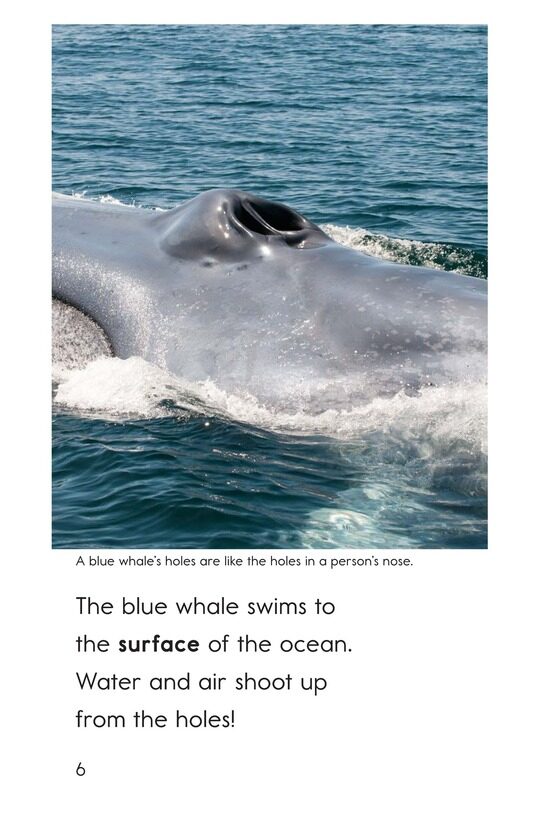 Blue Whales Giant Mammals绘本故事第5页