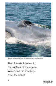 Blue Whales Giant Mammals绘本故事第5页