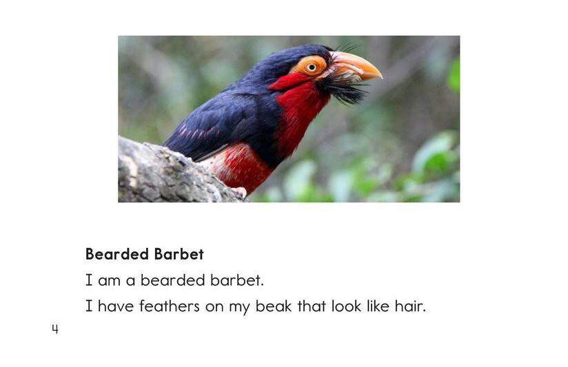 Weird Bird Beaks绘本故事第3页