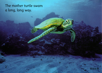 The BABY Turtle绘本故事第3页
