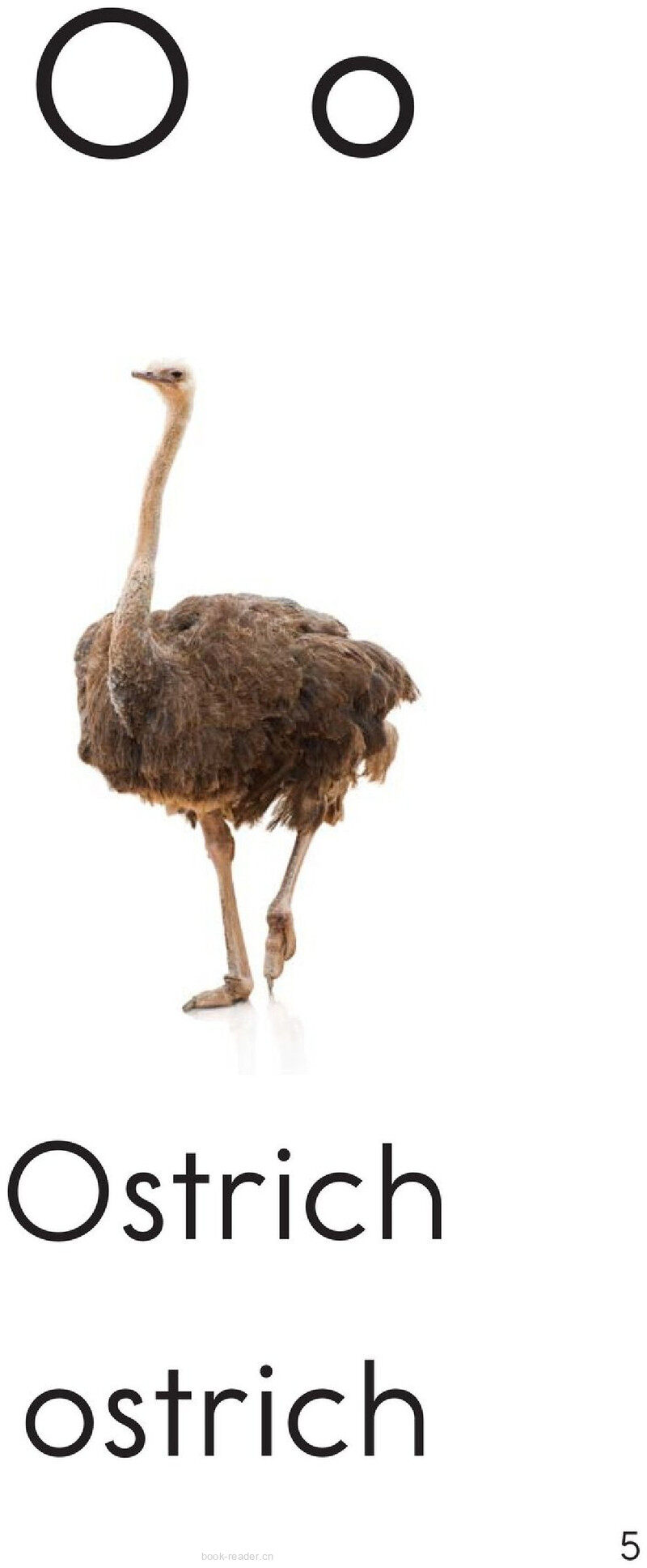 Letter O绘本故事第5页