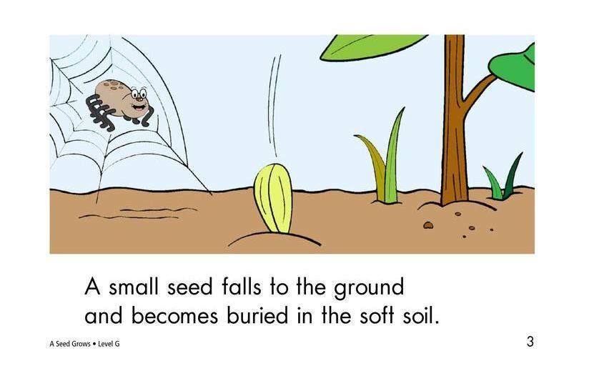 A Seed Grows绘本故事第3页