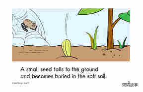 A Seed Grows绘本故事第3页
