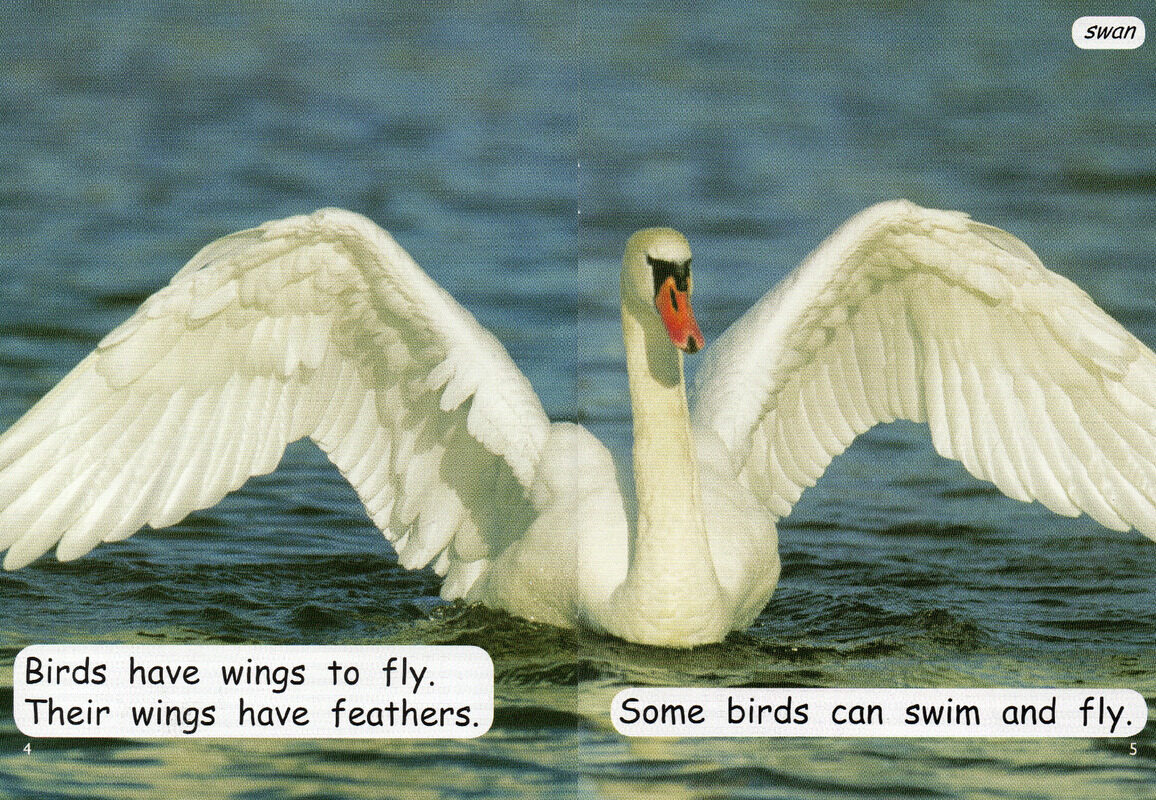 things with wings绘本故事第4页