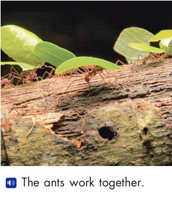 Animals work together绘本故事第3页