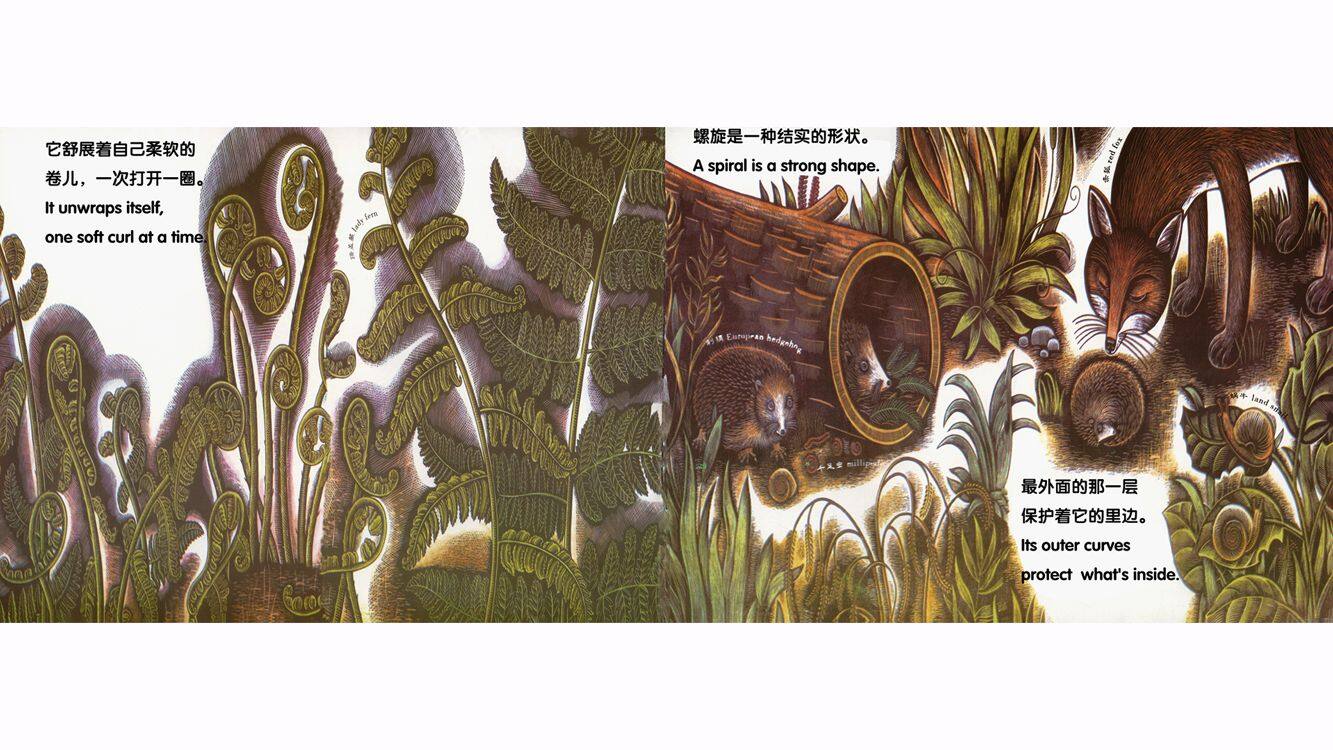美丽的螺旋绘本故事第5页