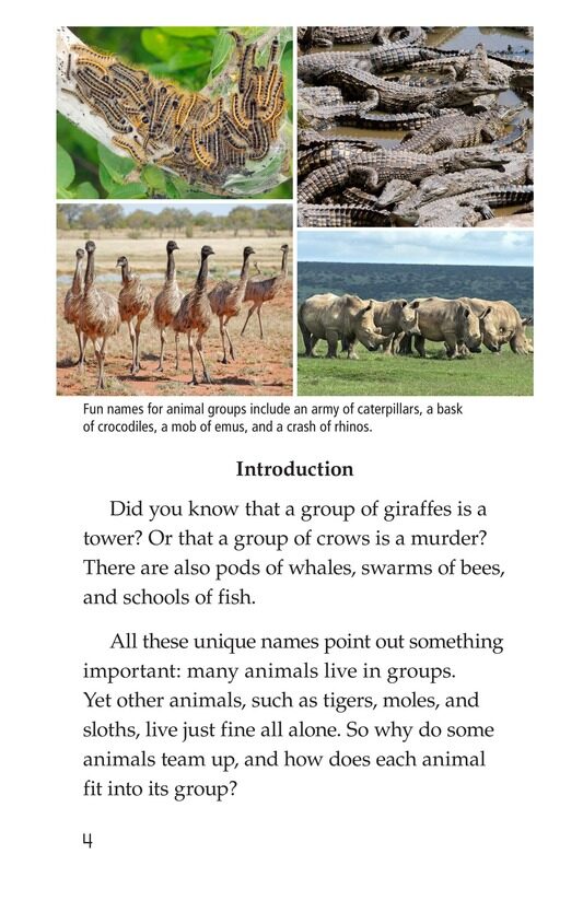 Animal Groups Strength in Numbers绘本故事第3页