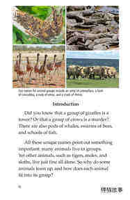 Animal Groups Strength in Numbers绘本故事第3页