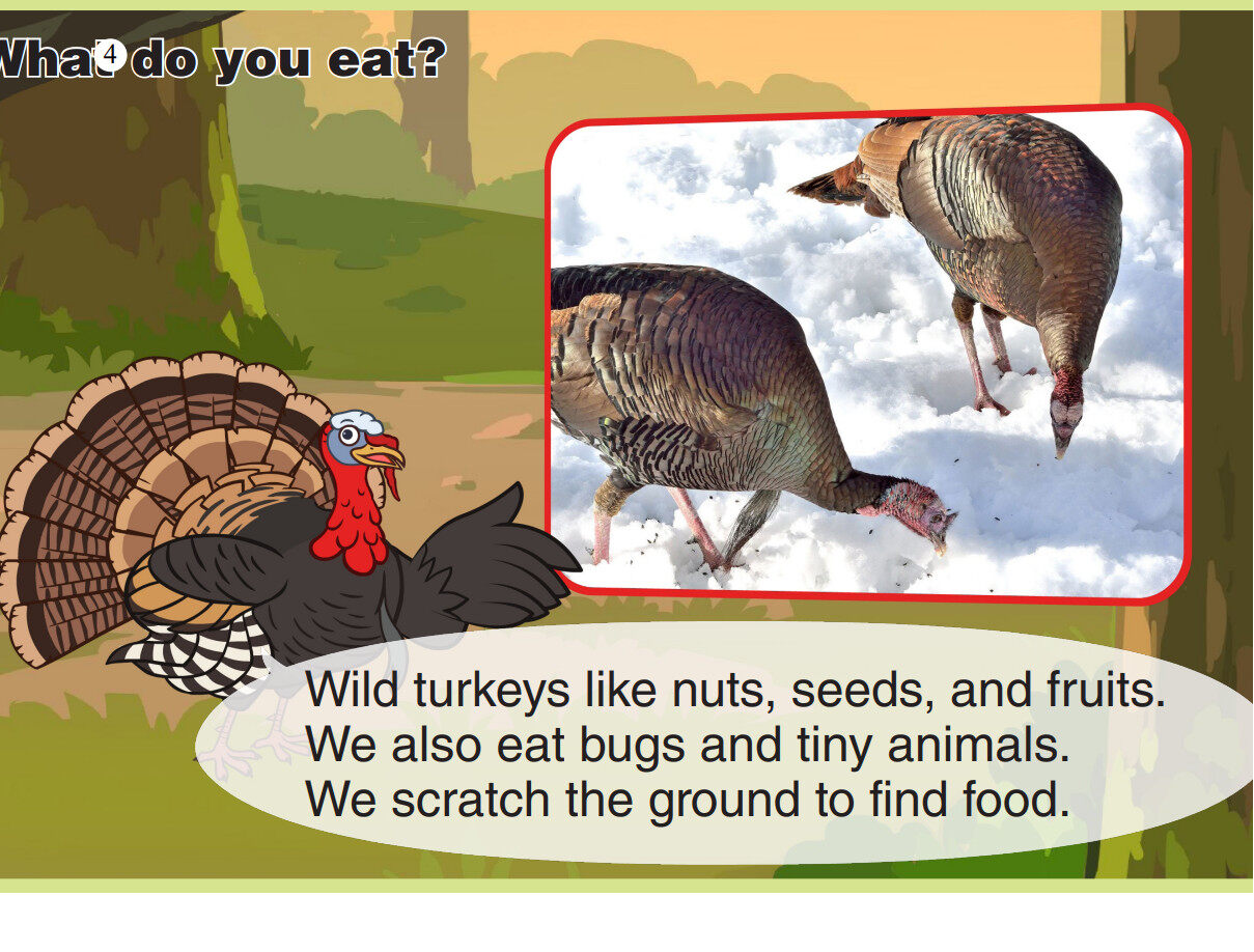 Wild Turkey绘本故事第5页