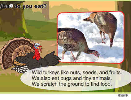 Wild Turkey绘本故事第5页