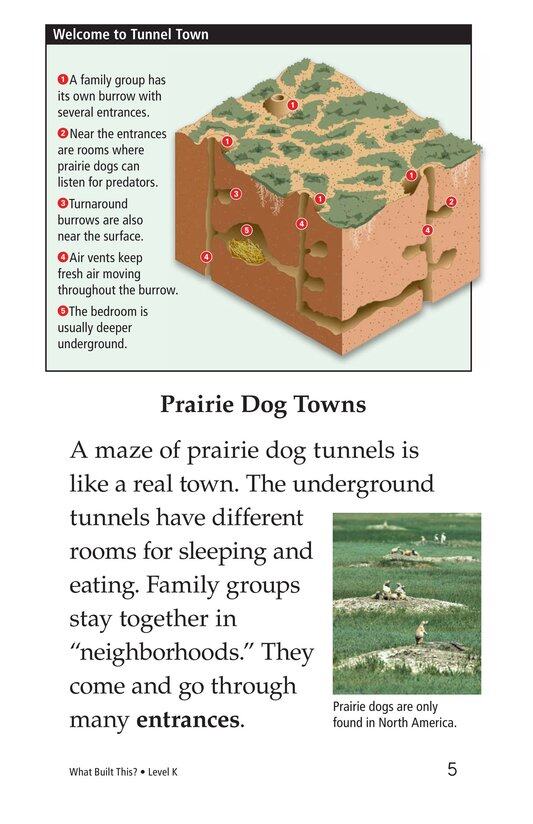 What Built This绘本故事第4页