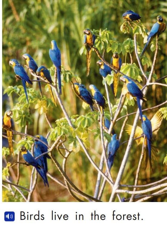 In the forest绘本故事第5页