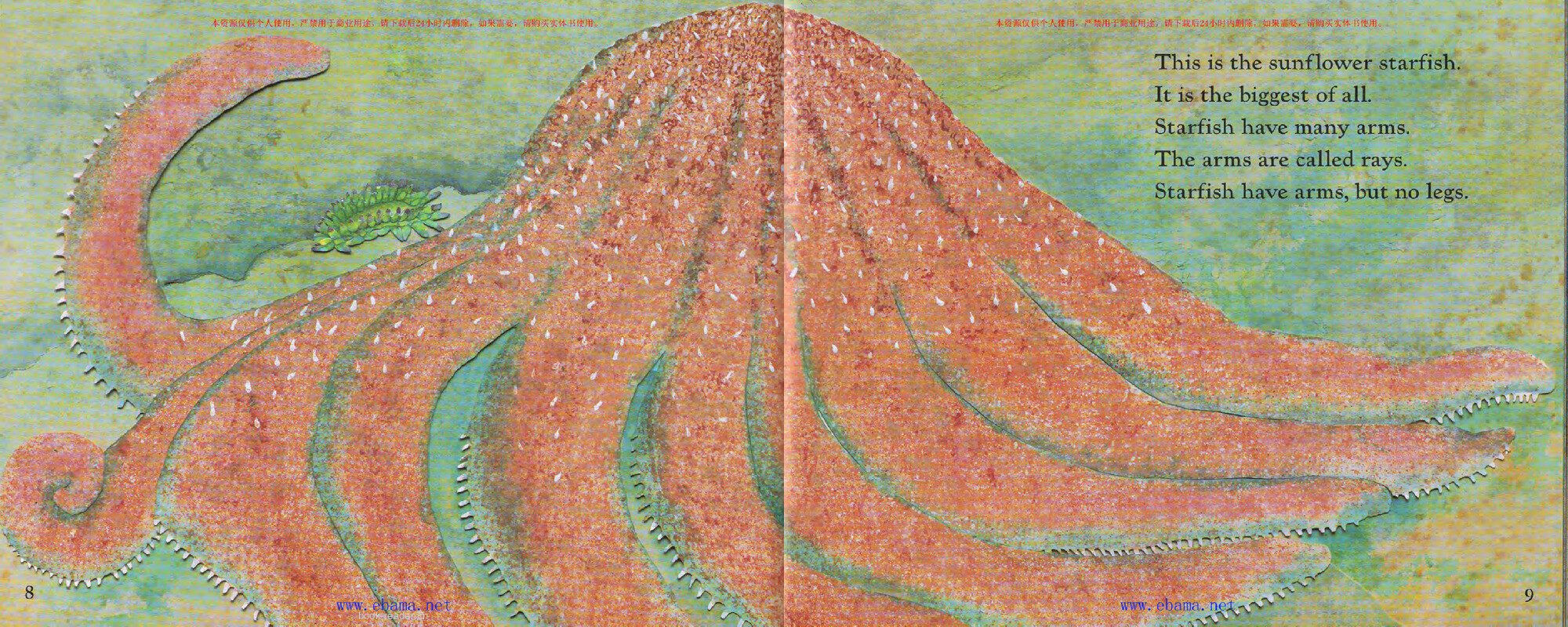 Starfish绘本故事第5页