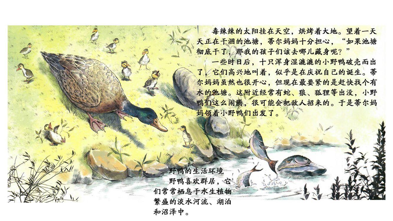 勇敢的野鸭妈妈绘本故事第5页