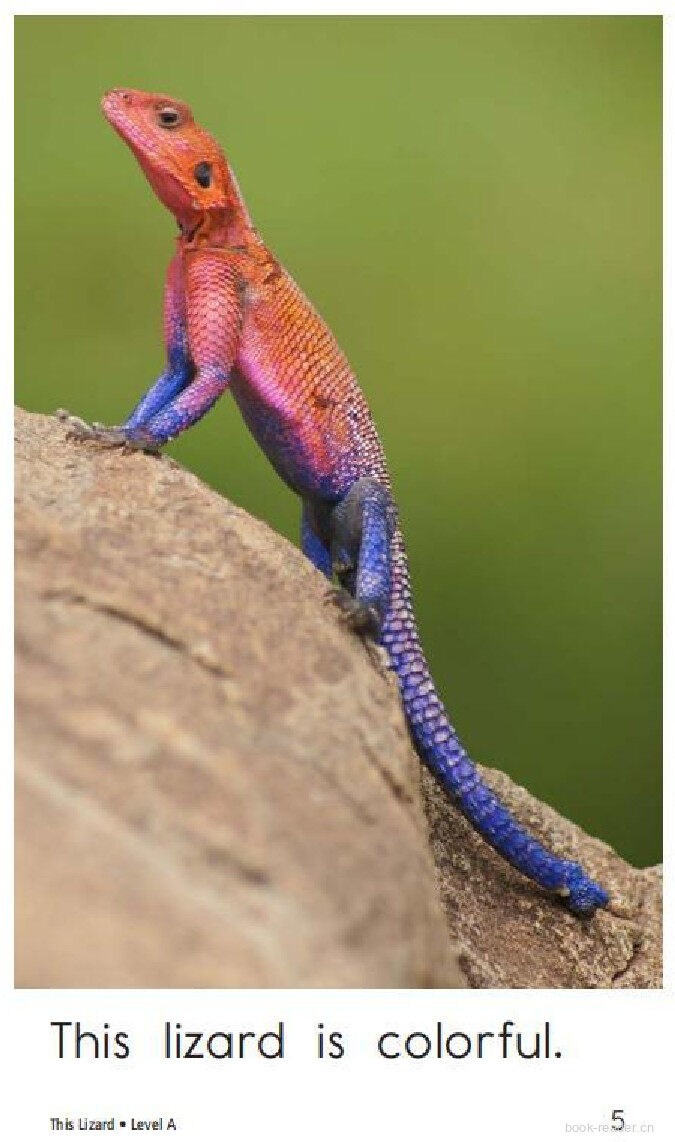 This Lizard绘本故事第5页