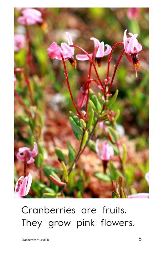 Cranberries绘本故事第5页