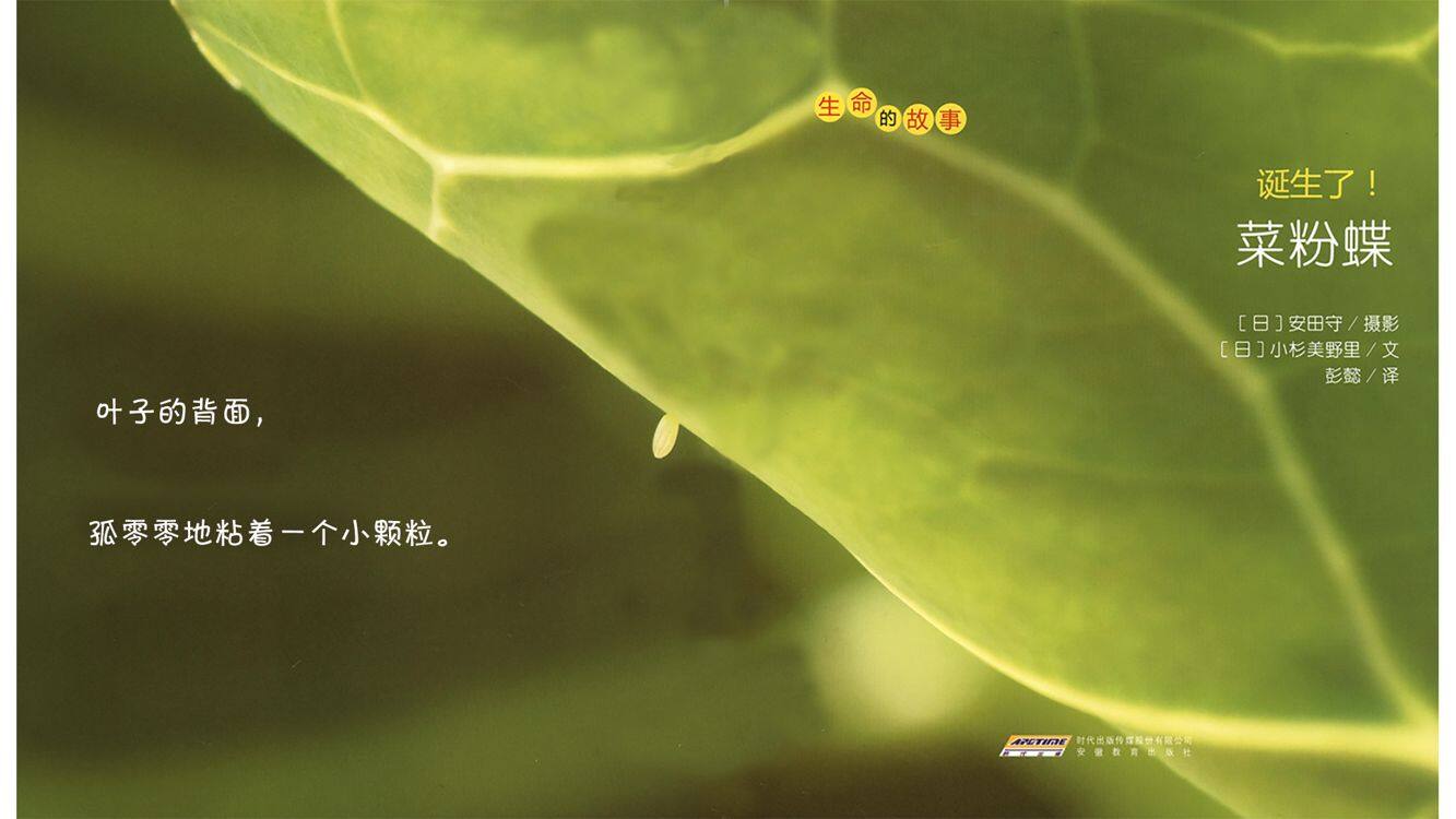 诞生了！菜粉蝶绘本故事第4页