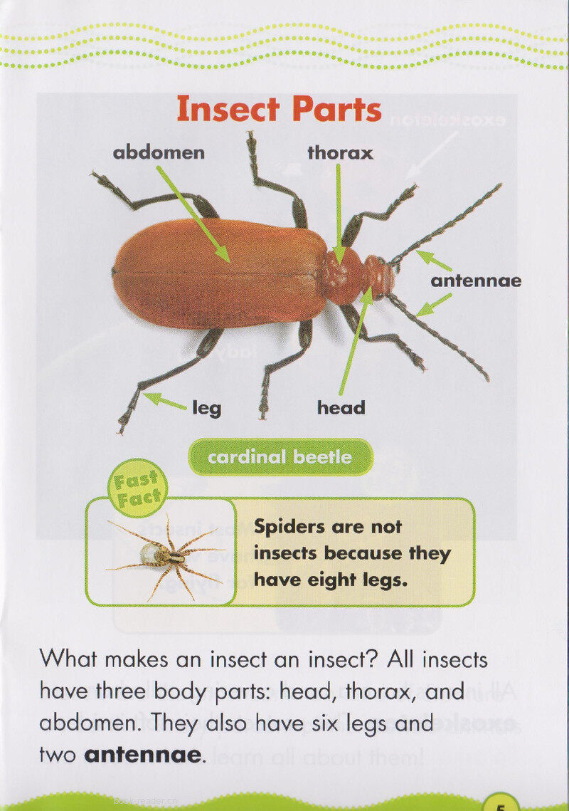 Incredible Insects绘本故事第4页