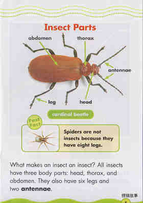 Incredible Insects绘本故事第4页