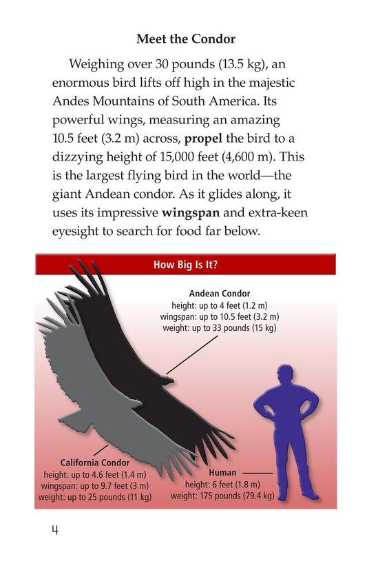 Condors Giant Birds绘本故事第3页