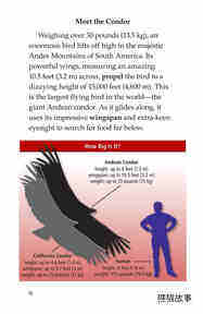 Condors Giant Birds绘本故事第3页