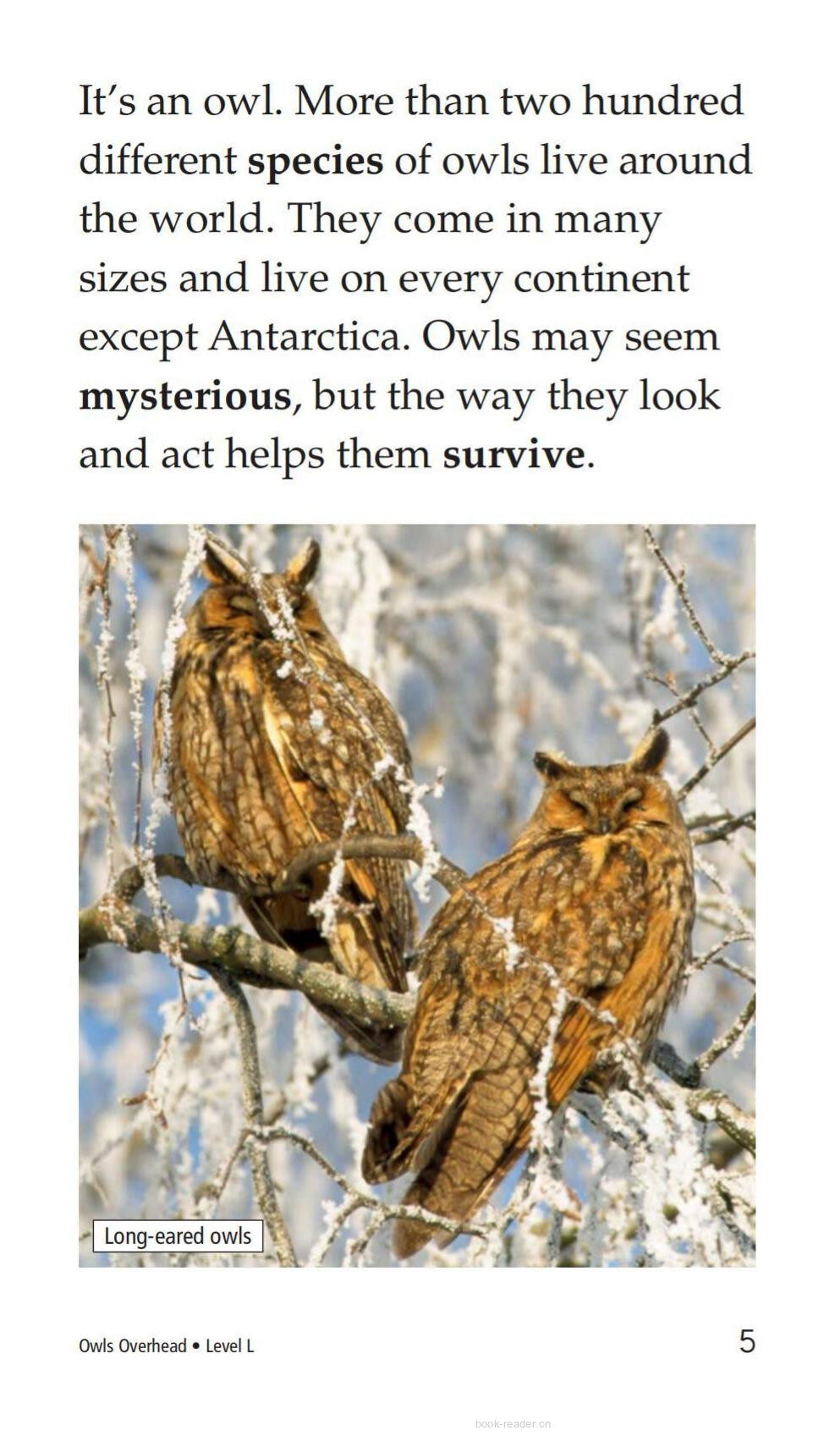 Owls Overhead绘本故事第4页