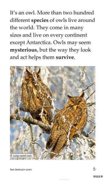 Owls Overhead绘本故事第4页
