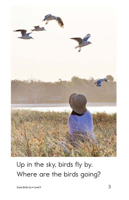 Some Birds Go绘本故事第3页