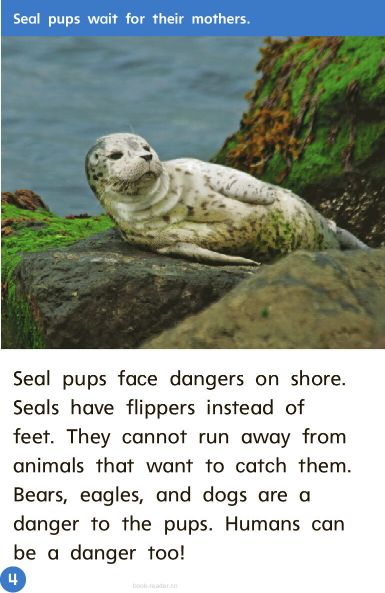 GK Beyond U10W3 Babysitters for Seals绘本故事第5页