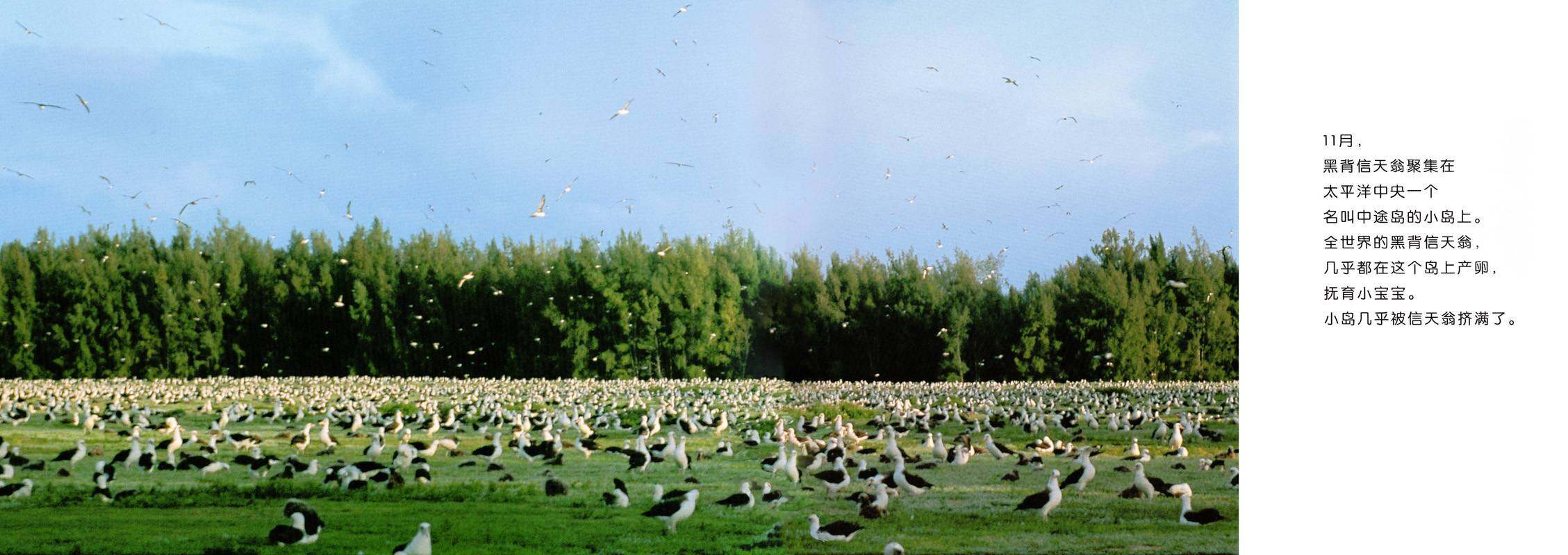亲子绘本 黑背信天翁与风是好朋友绘本故事第3页