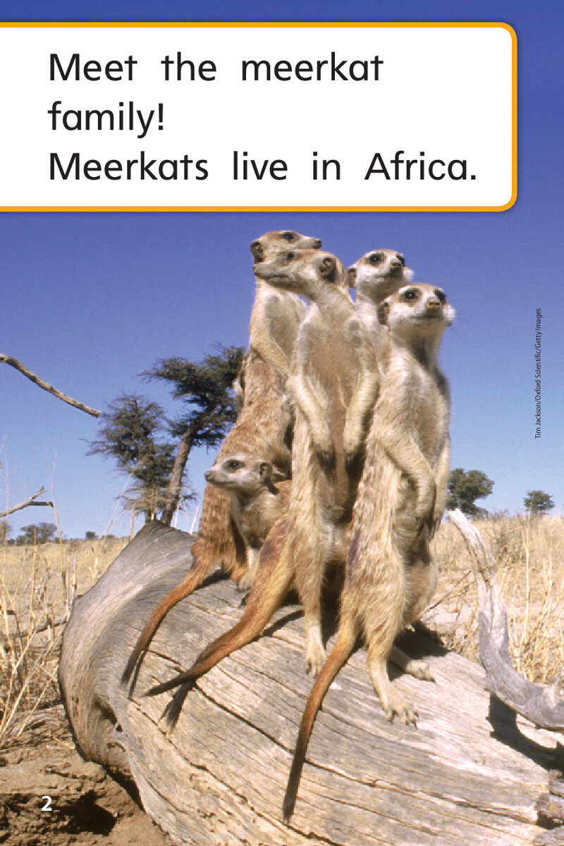 G1 App U2W3 Meerkat Family绘本故事第4页