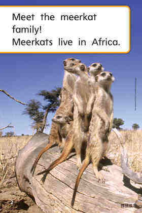 G1 App U2W3 Meerkat Family绘本故事第4页