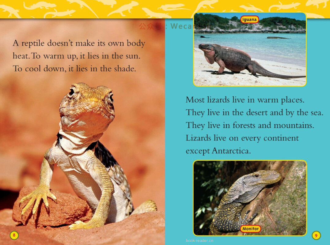 Lizards绘本故事第5页