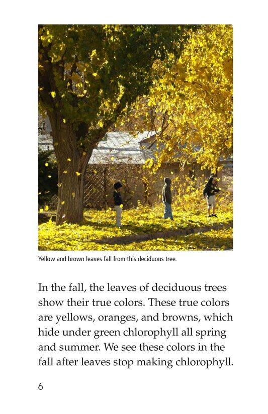 About Trees绘本故事第5页