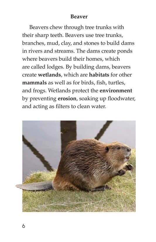 Wonders of Nature绘本故事第5页